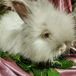 Englisch Angora Häsin in der Farbe Chinchilla Siam Kaninchen geim