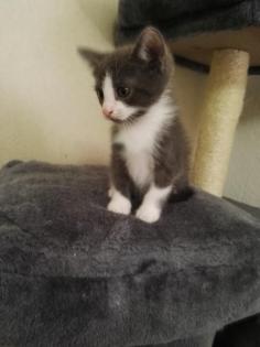 5 Kitten suchen liebevolles Zuhause