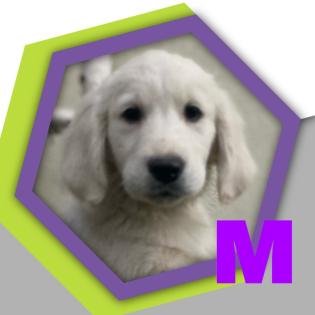 Golden Retriever 18. 8