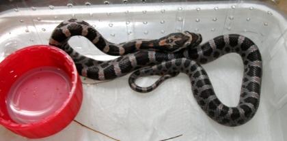 5. Kornnatter Hypo Miami Phase het. black