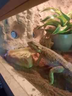 Bartagame mit Terrarium und Zubehör