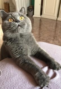 Zauberhafte BKH Kitten