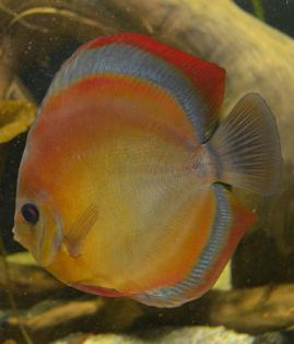Diskus Jungfische
