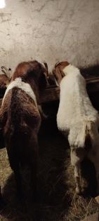 Burenziegen 1Bock 1 tragende Ziege