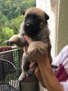 MALINOIS starke Welpen in liebevolle Hände abzugeben
