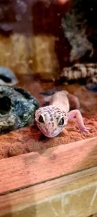 72461 Albstadt Leopardgeckos