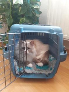 Liebevoller Ragdollkater sucht neues zu Hause