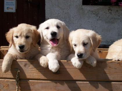 Golden Retriever - Schöne Welpen zum Abgeben
