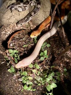 Terrarium mit 3 Kornnattern und Tausenfüssern