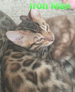 Reinrassige exklusive Bengalkitten