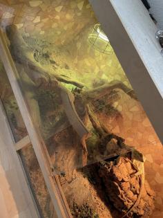 Bartagamen mit Terrarium