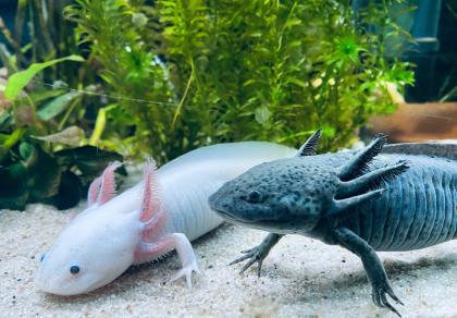 Axolotl - Aquarium komplett