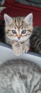 BKH Kitten
