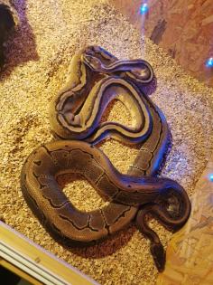 Verkaufe meine 2 Königspythons mit Zubehör