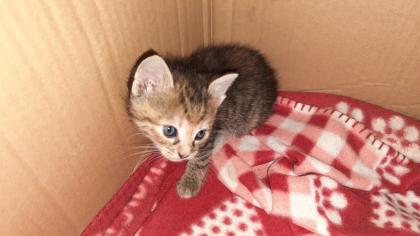 Kitten / Katzenbabys
