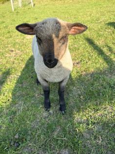 Shropshire Lammböcke