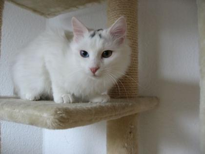 Weißer Türkisch-Angora-Mix Kater sucht Zuhause