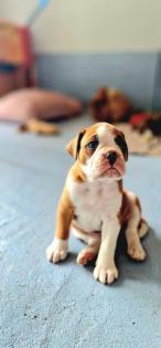 Boxer OEB Mix