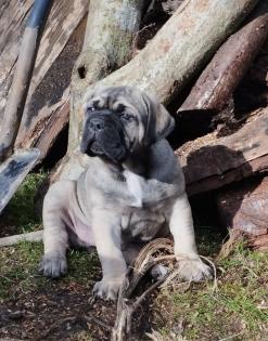 Reinrassige Cane Corso italiano Welpen