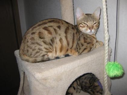 Reinrassige Bengalkitten. Auszug bereit