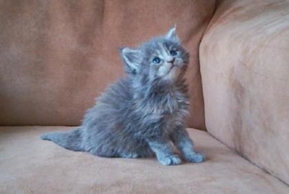 Maine Coon Kitten m. P.