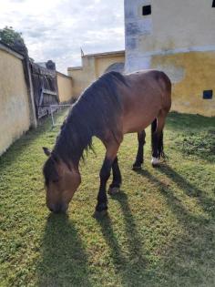 Pferd Halbblut