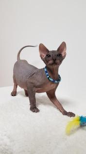 Sphynx-Kitten, Don-Sphynx noch zu haben 13 Wochen alt