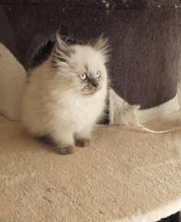 1 Perser Katerchen sucht noch Kuschelpersonal