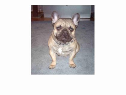 FRANZÖSISCH BULLDOG DECKRÜDE, FAWN, COTTBUS,