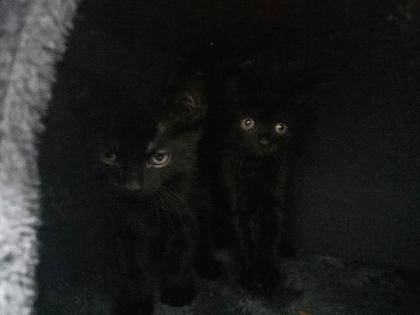 Ich biete Katzen an