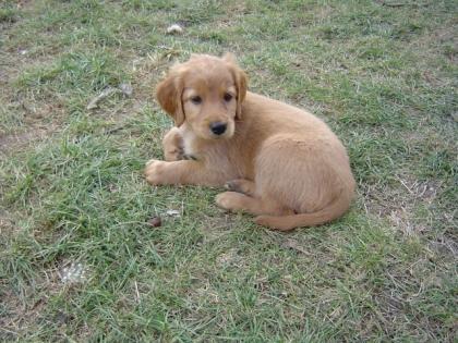 Labrador/ Irish-Setter Welpe