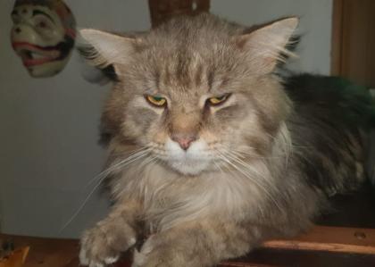 Maine Coon Baby s - 2 Kater creamy - 2 Kätzchen silver tabby