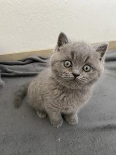 BKH lilac Blue lilac Blue Kitten Kätzchen Katze Babykatze geimpft entwurmt
