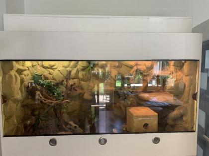 2 Kornnattern Pärchen inkl. großem Terrarium abzugeben