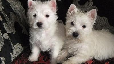 1 A Westie Welpen