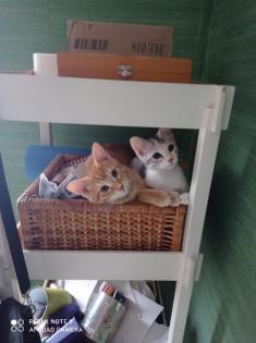 Katzen Familie sucht ein Zuhause auf Lebenszeit
