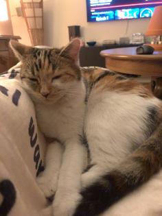 Lieber Deckkater für Hauskatze gesucht.