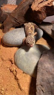 2 Leopardengecko Weibchen
