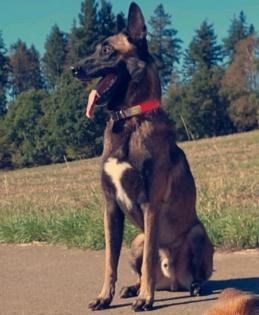 Rocky Malinois