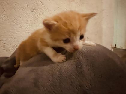 Maine Coon Mix Kitten