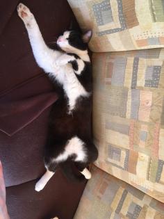 Katze vermisst