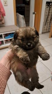 Yorkshire-Pomeranian Zwergspitz Welpen