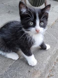 Katzen Kinder vom Bauernhof ab sofort abzugeben