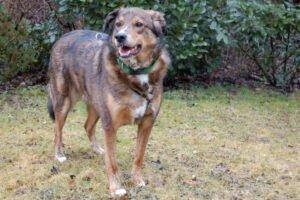 BALTOS - männlich 3 Jahre 58 cm 33 kg Mix Gechipt Kastriert