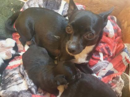 Chihuahua Mix Welpen