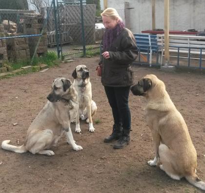 Mobile Hundeschule Pfotenteam
