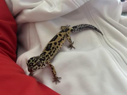 Terrarium mit 3 Leopardgeckos -vollausgestattet Zubehör