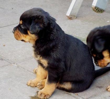 Rottweiler - Welpen Hündin