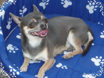 Chihuahuadeckrüde Fernando und Kollegen