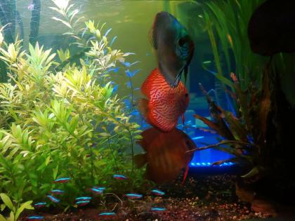 Pflegeleichte Aquarien-Pflanzen abzugeben.